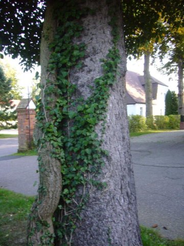 P1130238