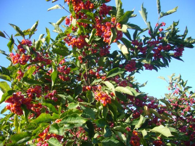P1130478